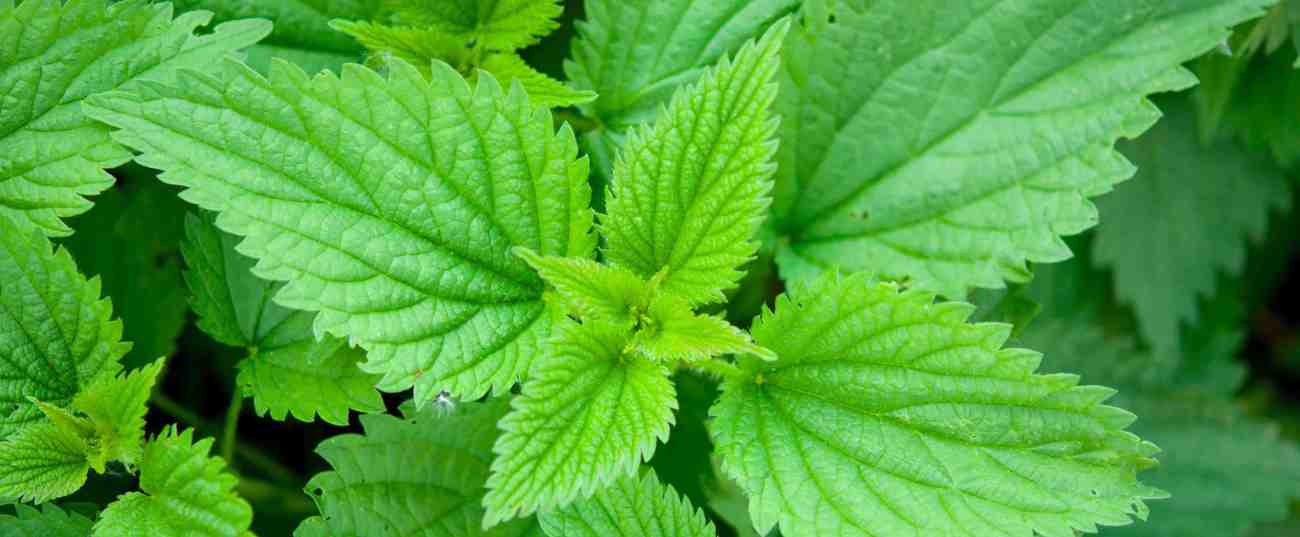 nettle